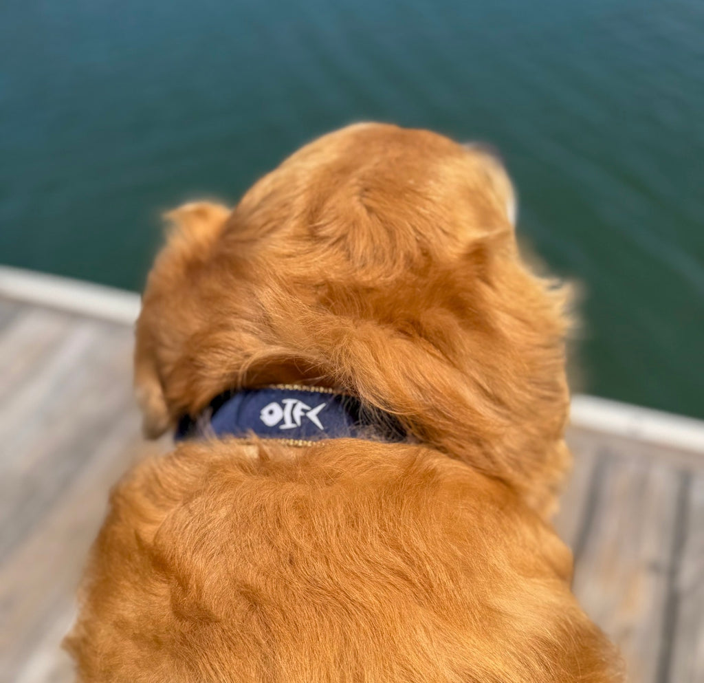OIFC Dog Collars