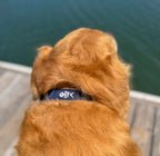 OIFC Dog Collars